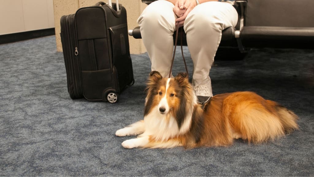 Moving to Costa Rica with Pets